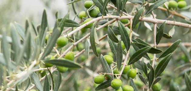 جاهزية معاصر الزيتون في الأردن للموسم الجديد مع تثبيت الأجور دعماً للمزارعين 