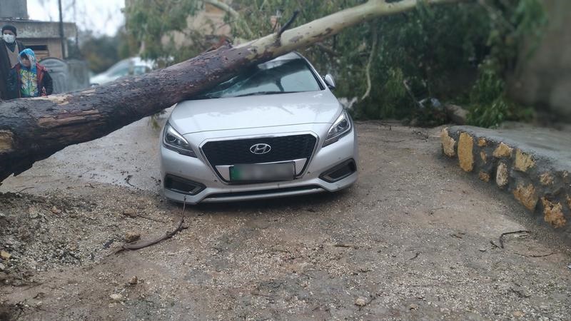 إزالة شجرة سقطت على مركبة في إربد 