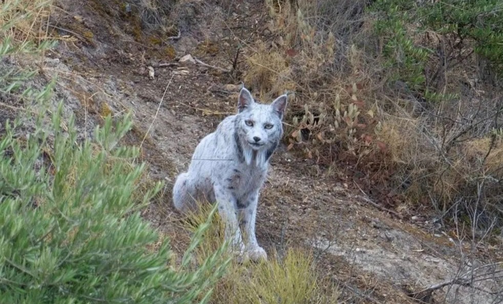 ظهور نادر للغاية لـ الشبح الأبيض .. والباحثون يطرحون تساؤلات 