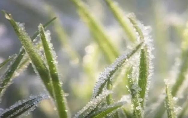 الأرصاد تحذر من تشكل الصقيع في ساعات الصباح الباكر 