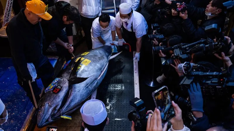 سمكة تونة تباع بـ3.2 مليون دولار في طوكيو 