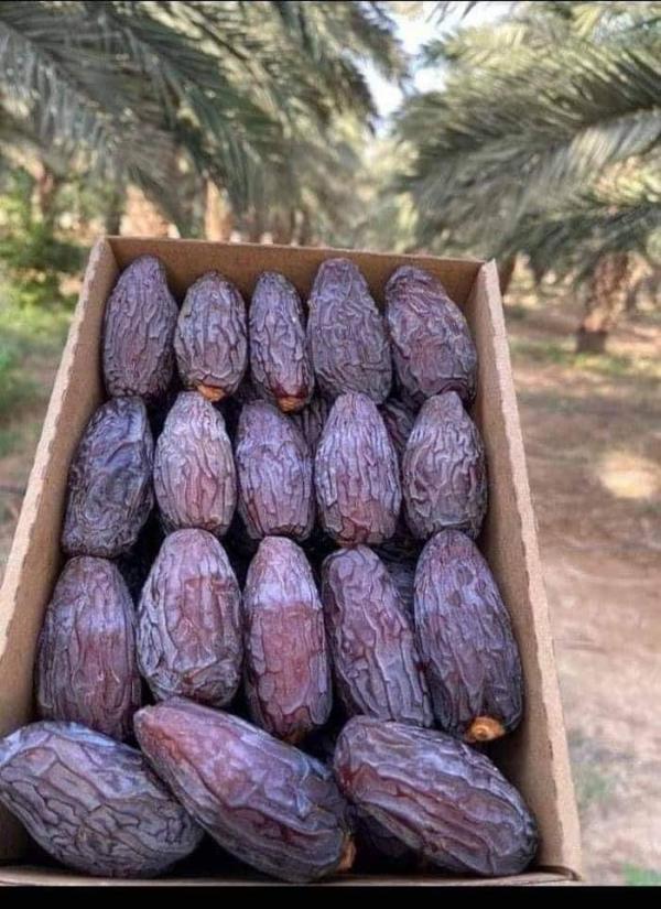 حداد : نحو 65% من إنتاج التمور في الأردن يُصدّر 