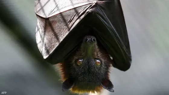 الطراونة: فيروس نيباه خطر صحي لكنه بعيد عنا جغرافيا