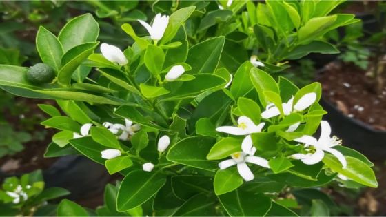 الأغوار الشمالية: قام بشراء أسمدة لأشجاره ليكتشف بأنها ملح طعام