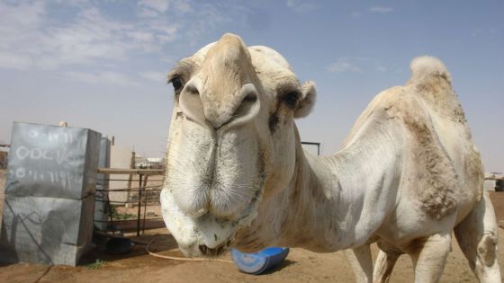 أردني يذبح جملا بعد نجاته من السجن في إربد