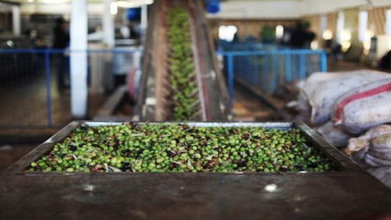 الافتاء الاردنية توضح شروط واحكام زكاة الزيتون