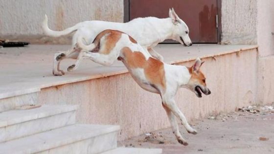 كلاب ضالة تجرح طفلا في الهاشمية.. والحكومة تخطط لزيادة عدد المآوي