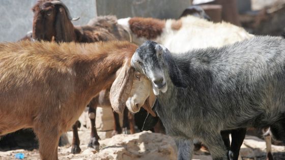 الامانة تحدد مواقع حظائر بيع وذبح الاضاحي