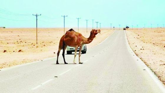 الجمال السائبة تهدد حياة سالكي الطريق الصحراوي