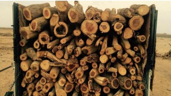 ضبط مركبة محملة بأكثر من طنين من الأحطاب الحرجية الخضراء في عجلون