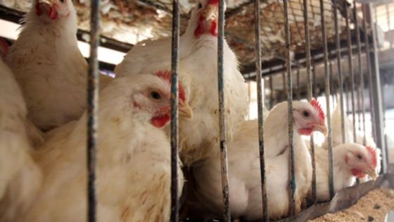 مالكو محال بيع دجاج (النتافات) يضطرون لإغلاقها في جرش لارتفاع أسعارها