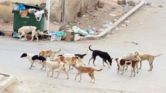 بلدية الزرقاء تجمد أعمال قسم مكافحة الكلاب الضالة