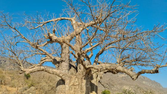 الزراعة: إزالة الأشجار الجافة واستبدالها بأنواع تقاوم التغير المناخي