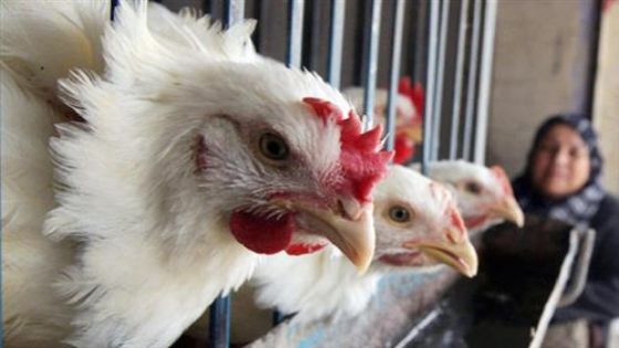 مليون دجاجة يوميا حجم استهلاك الأردنيين للدجاج في رمضان