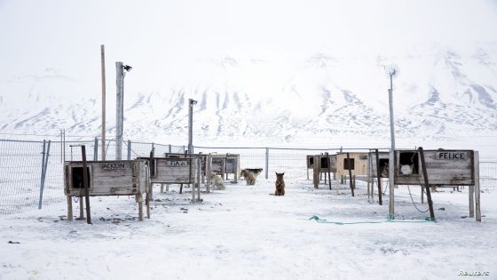 Dogs, some that are family pets and others that are used for dog sledges, are seen waiting in their yard outside the settlement in Longyerbyean, Svalbard, Norway, October 22, 2015. A Norwegian chain of islands just 1,200 km (750 miles) from the North Pole is trying to promote new technologies, tourism and scientific research in a shift from high-polluting coal mining that has been a backbone of the remote economy for decades. Norway suspended most coal mining on the Svalbard archipelago last year because of the high costs, and is looking for alternative jobs for about 2,200 inhabitants on islands where polar bears roam. Part of the answer may be to boost science: in Ny-Alesund, the world's most northerly permanent non-military settlement, scientists from 11 nations including Norway, Germany, France, Britain, India and South Korea study issues such as climate change. The presence of Norway, a NATO member, also gives the alliance a strategic foothold in the far north, of increasing importance after neighbouring Russia annexed Ukraine's Crimea region in 2014. REUTERS/Anna FilipovaPICTURE 11 OF 19 - SEARCH "SVALBARD FILIPOVA" FOR ALL IMAGESâ€¨