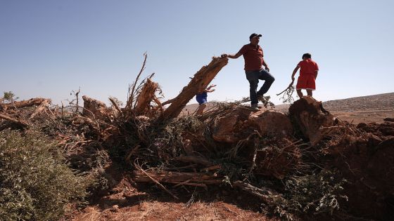 مستوطنون يقطعون 40 شجرة زيتون ويسرقون منازل في القدس