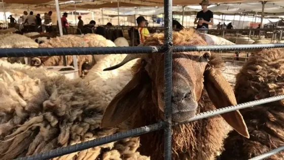 الزراعة تطمئن: الأضاحي متوفرة بكثرة وأسعارها متقاربة مع العام الماضي