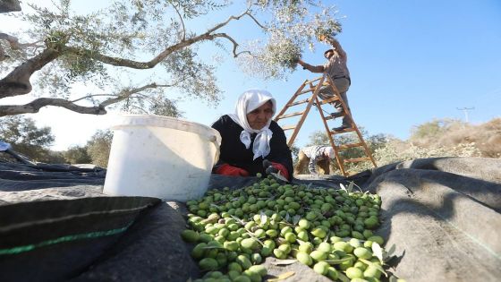الإفتاء الأردنية تتحدث عن أحكام زكاة الزيتون