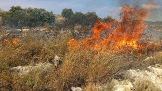 مطالب بخطة وطنية لمكافحة حرائق الغابات في إربد