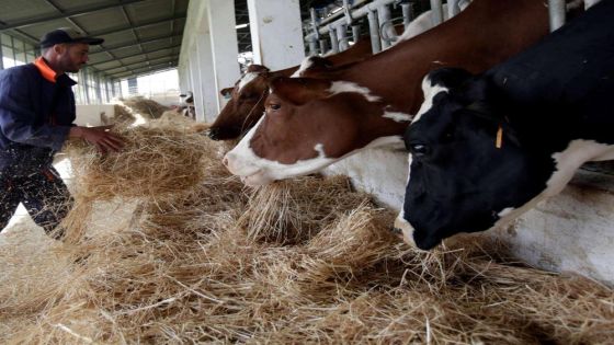الصناعة: دعم الأعلاف الحكومي لا يشمل مربي الأبقار