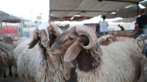 وزارة الزراعة تعيد فتح منشآت تصدير الأغنام الى السعودية