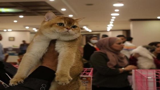 الأردن ينظم مسابقة لاختيار ملكة جمال القطط