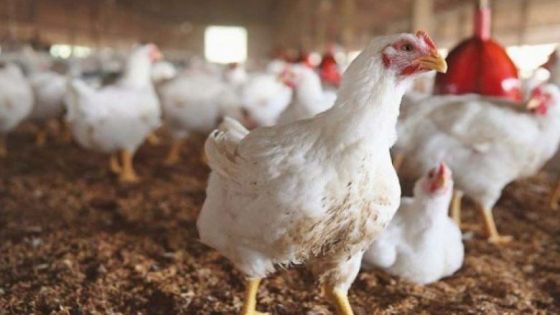 الزراعة: وقف بيع الشركات للدجاج اللاحم
