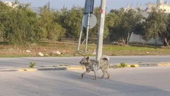 رئيس بلدية غرب إربد يهاجم جمعيات الرفق بالحيوان : فلتذهب إلى الجحيم