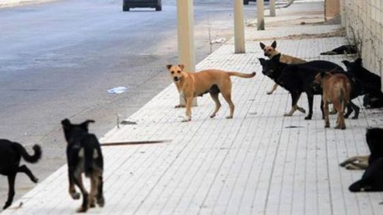 الزيناتي يرد على المجالي : أطالب بالسماح للبلديات بقنص الكلاب