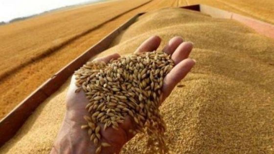 طرح عطاء لشراء 100 أو 120 ألف طن من القمح