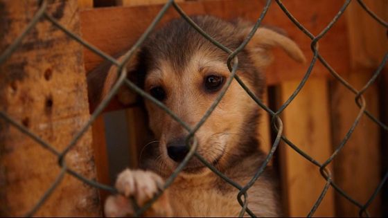 كلاب شاردة تموت جوعاً.. وجه آخر لأزمة لبنان