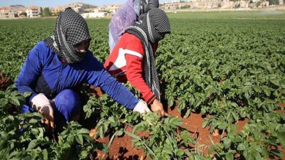 الزراعة: 300 منحة تشمل جميع محافظات الأردن