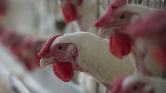 حماية المستهلك : أسعار الدجاج بالأردن أعلى من تركيا والسعودية ومصر