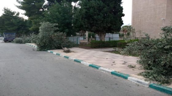 جامعة اليرموك تقطع اشجار زيتون معمرة لإقامة طاقة شمسية