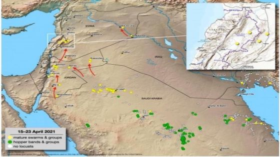 الأغذية والزراعة تتوقع دخول المزيد من الجراد للأردن