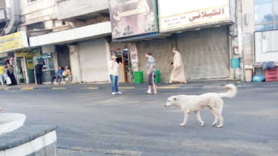 شكوى بحق بلدية إربد إثر قتل أحد الكلاب