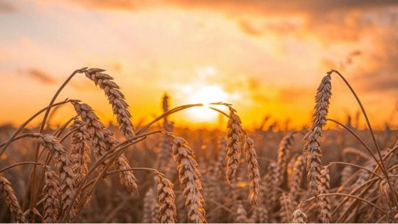 حرب الحبوب تنذر بكارثة جوع عالمية بعد انقطاع قمح أوكرانيا والهند