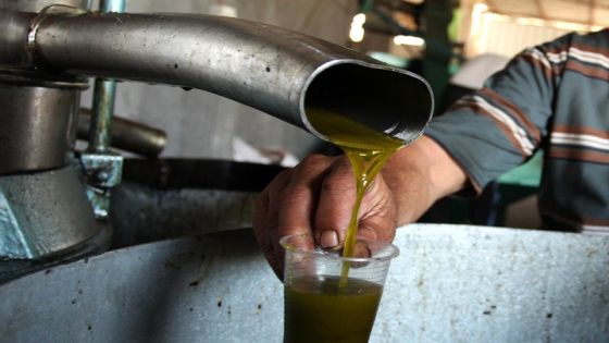 A Palestinian man pours newly-made olive oil into a plastic container at an olive press in Gaza City October 6, 2016. Photo by Ashraf Amra