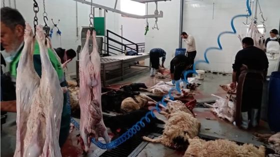 المسلخ البلدي في الكرك.. سنوات التعثر تتواصل بلا حلول لتشغيله