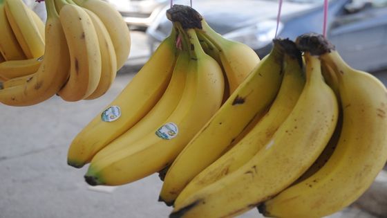 الزراعة: فتح باب استيراد الموز سوف يضر بالمنتج المحلي
