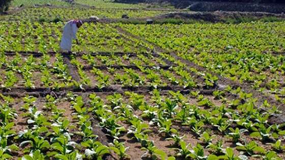 للأردنيين .. مبادرة لمن يرغب بالزراعة