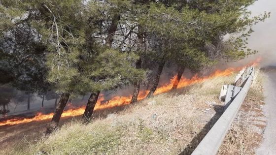 مختصون يطالبون بإجراءات مشددة للحد من حرائق الغابات بالأردن