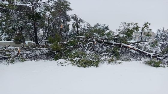 الحنيفات: أحطاب الأشجار المتساقطة جراء الثلوج للفقراء والخزينة