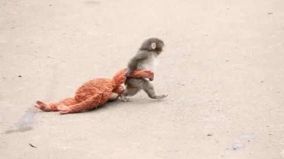 قصة أبهرت العالم.. دمية تصبح أما لقرد هجرته أمه بعد ولادته