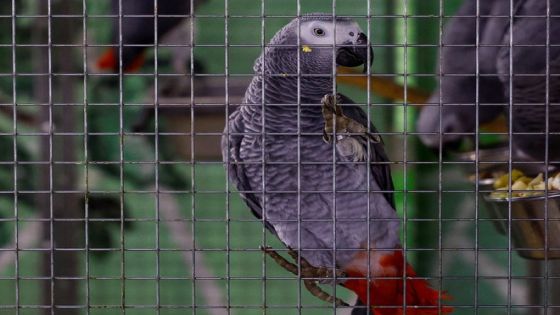 A parrot is seen inside a cage at a compound of Kyiv's Zoo, amid Russia's attack on Ukraine, in Kyiv, Ukraine February 9, 2024. REUTERS/Valentyn Ogirenko