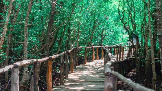 أفريقيا تفاجئ العالم .. غابة تحت الأرض تبعث الحياة في أراضي تنزانيا الجافة