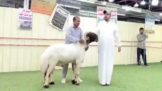 شاهدوا : بيع خروف في الكويت بأكثر من 141 ألف دينار أردني