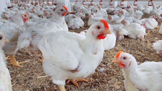عزوف المواطنين في إربد عن شراء الدجاج بسبب ارتفاع الأسعار الجنوني