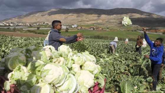 A Palestinian farmers harvest cauliflower at a field in the Jordan Valley in the Israeli-occupied West Bank on February 1, 2020, as they prepare to sell the produce in the Palestinian market following Defense Minister Naftali Bennett's announcement a halt to all agricultural produce imported from the West Bank into Israel. (Photo by JAAFAR ASHTIYEH / AFP)