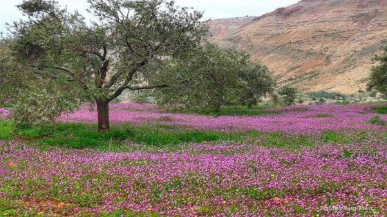 أجواء ربيعية اليوم وعودة الأمطار السبت والأحد